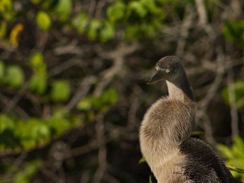 Anhinga Trail