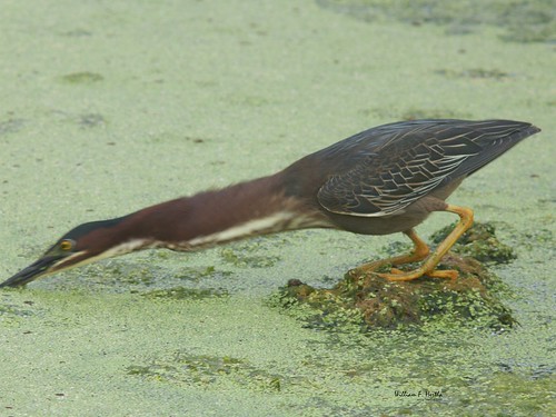 Green Cay Wetlands