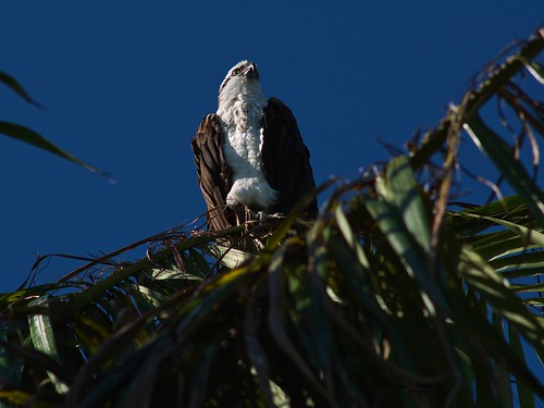 Anhinga Trail