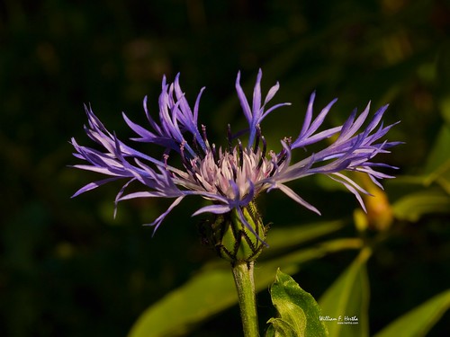 Backyard Wild Flowers