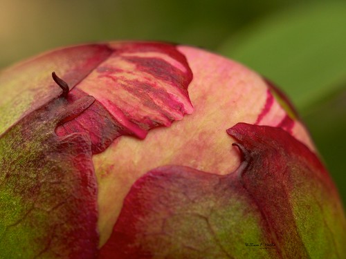 A Macro view of the backyard