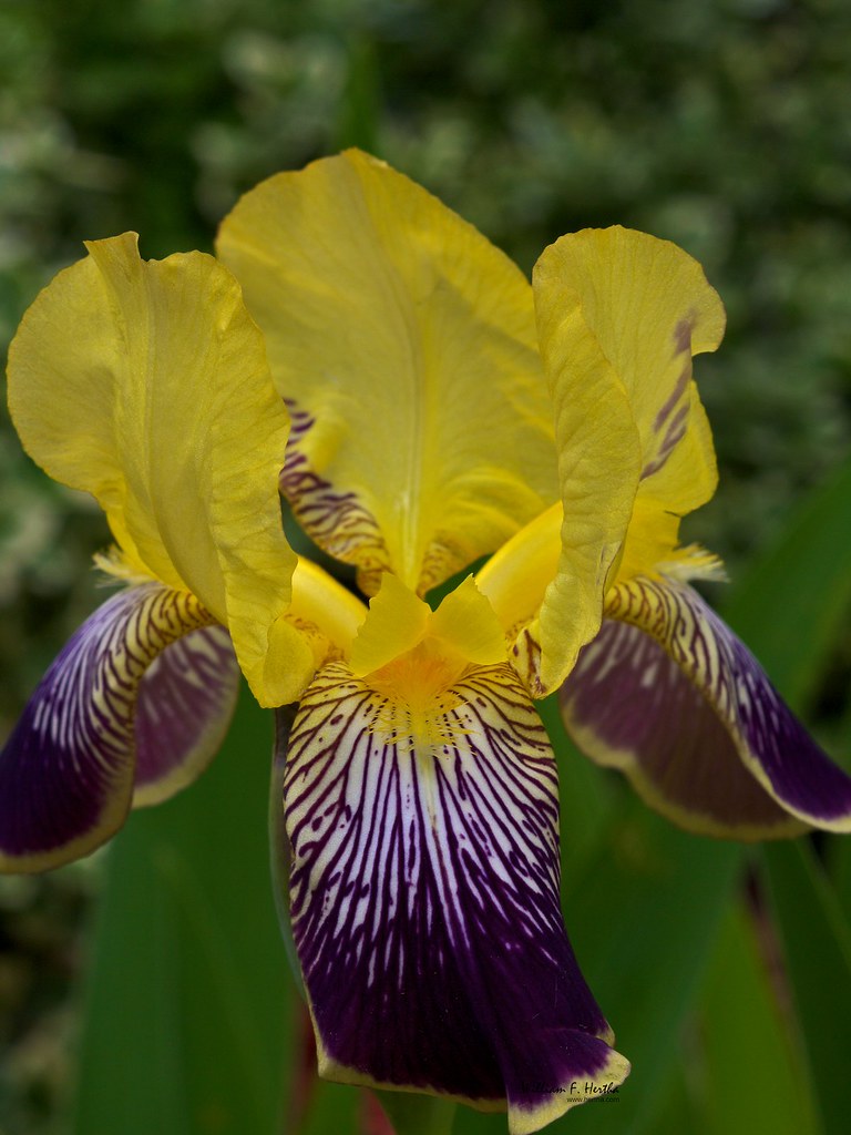 A Macro view of the backyard