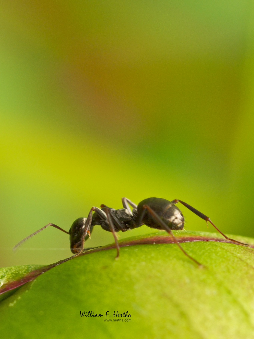 A Macro view of the backyard