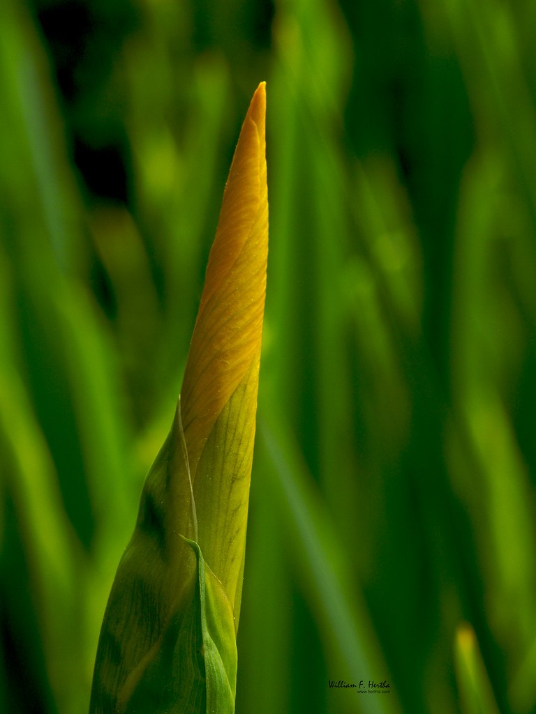 A Macro view of the backyard