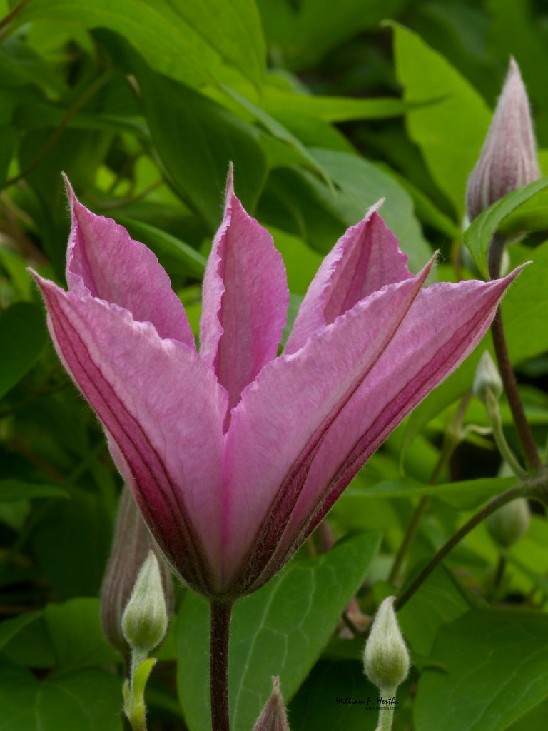 Garden Flowers