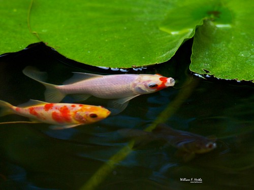 Fish in Pond