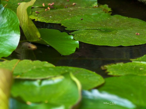 Fish in Pond