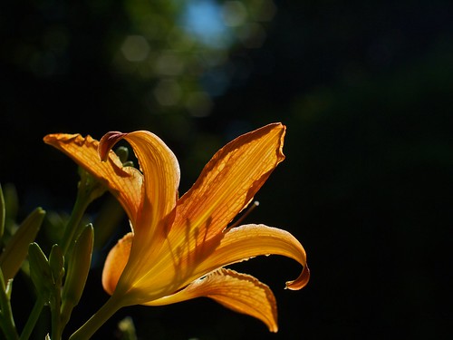 Lilies in the Garden