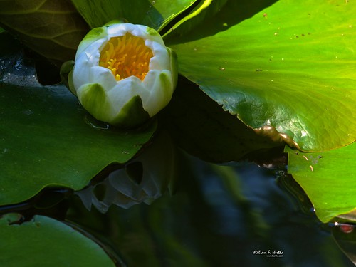 The First Water Lily