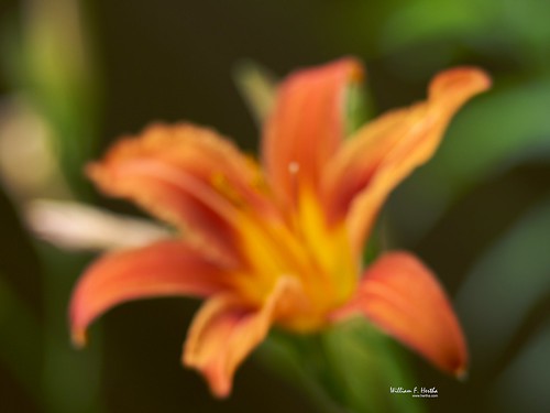 Lilies in blur