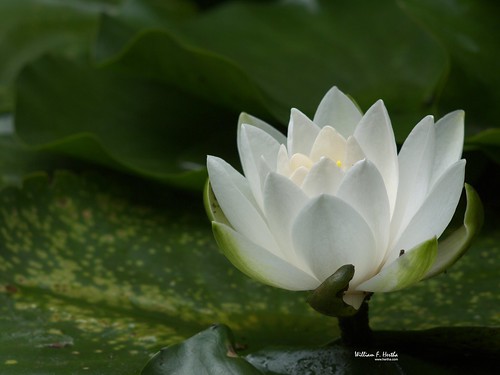 The First Water Lily