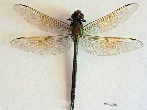 Dragon Fly