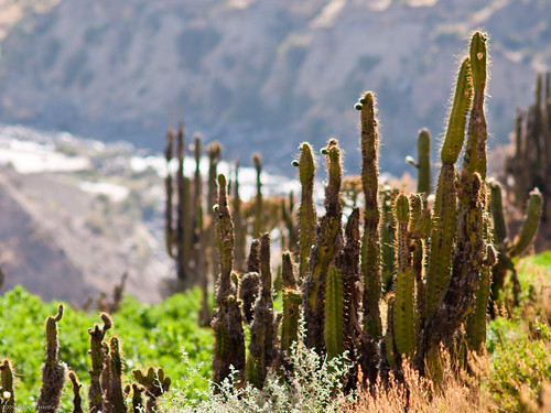 Colca Canyon: Day of the Condor