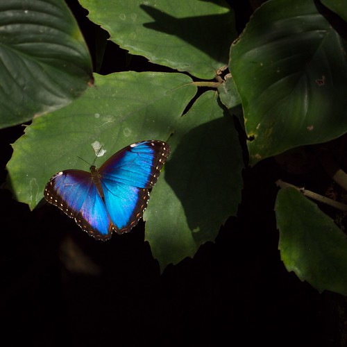 Niagara Mini-vacation: Butterfly Conservatory