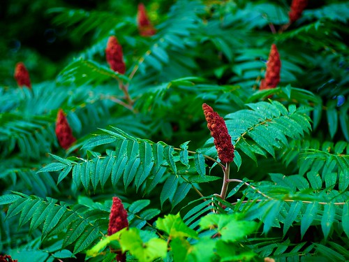 Sumacs in Valley View Park