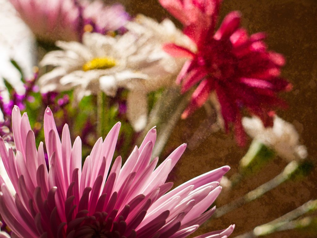 Flower, Image type, Plant, Still life, Thing