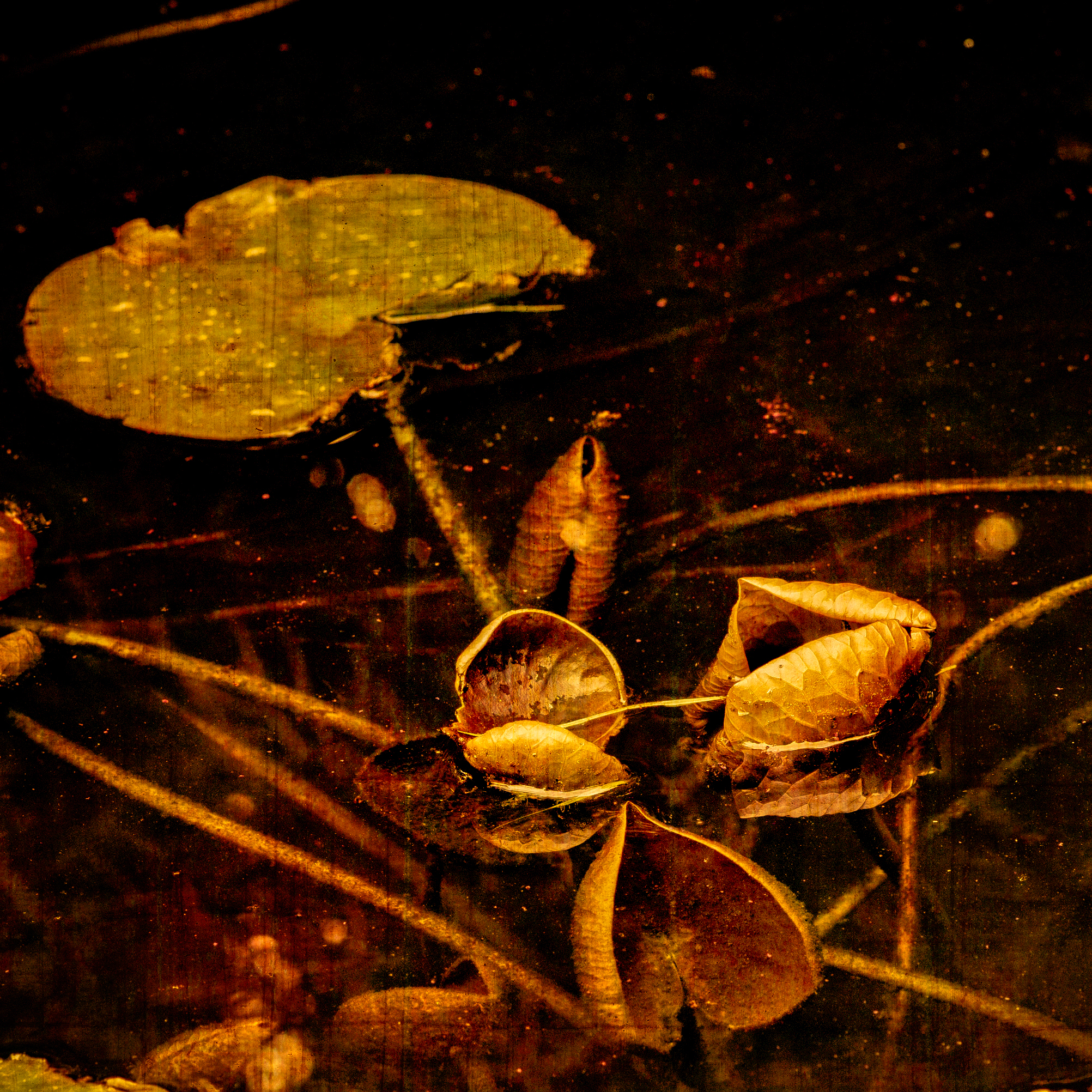 Water Lilies