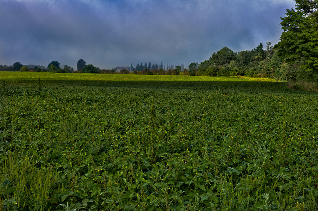 Barn & Field