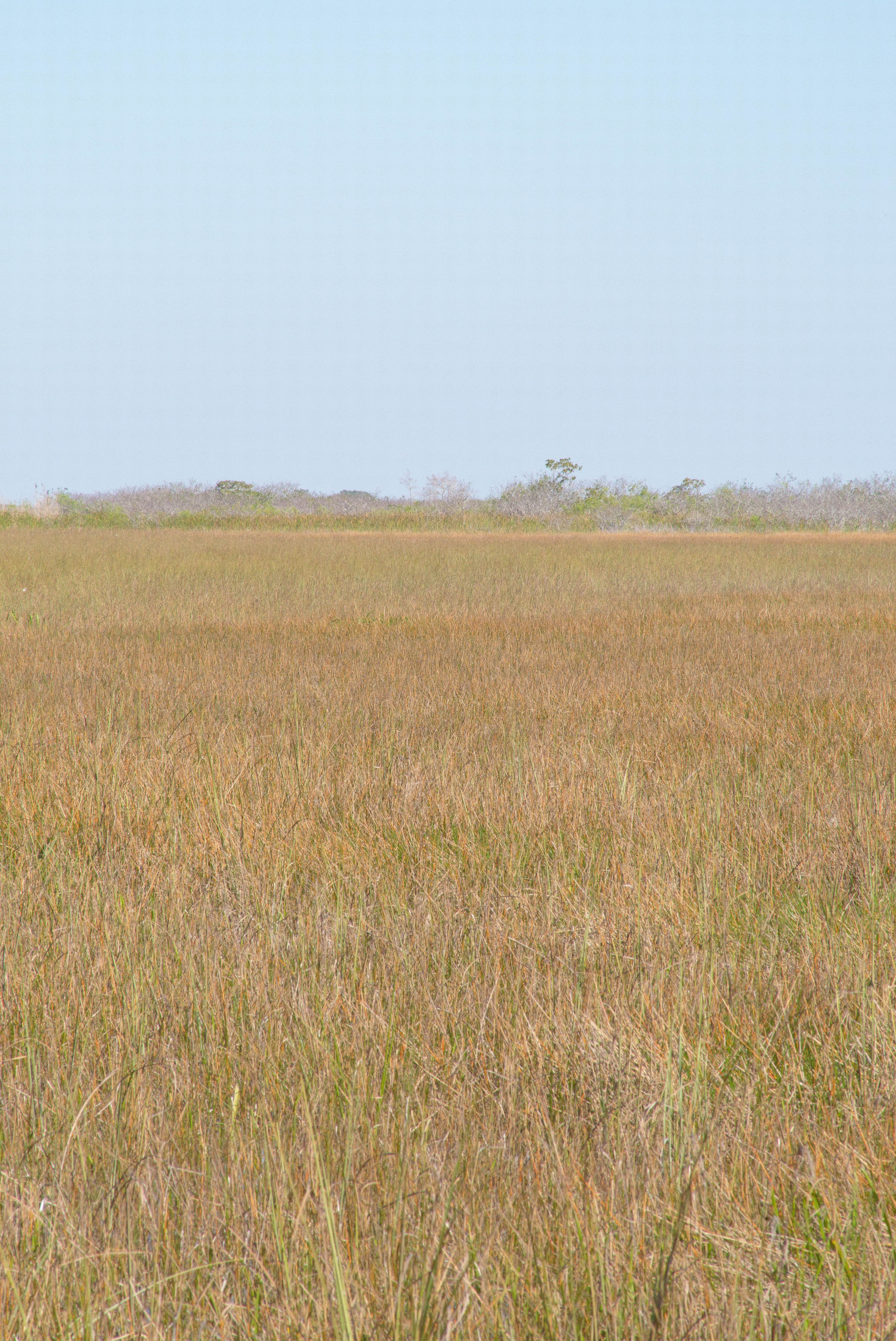 Grass Land with Hammock in Background