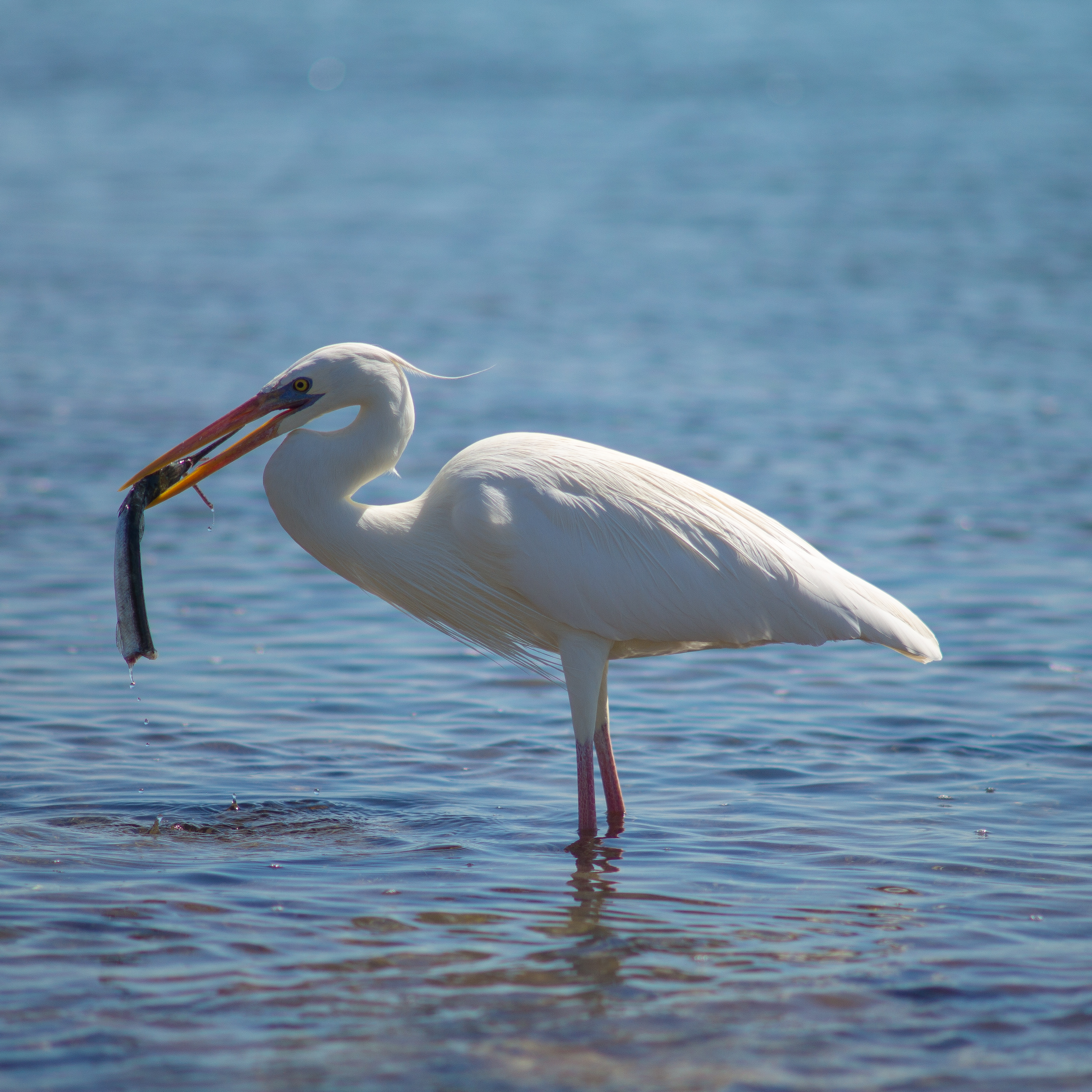 Egret with Fish, Biscayne National Park