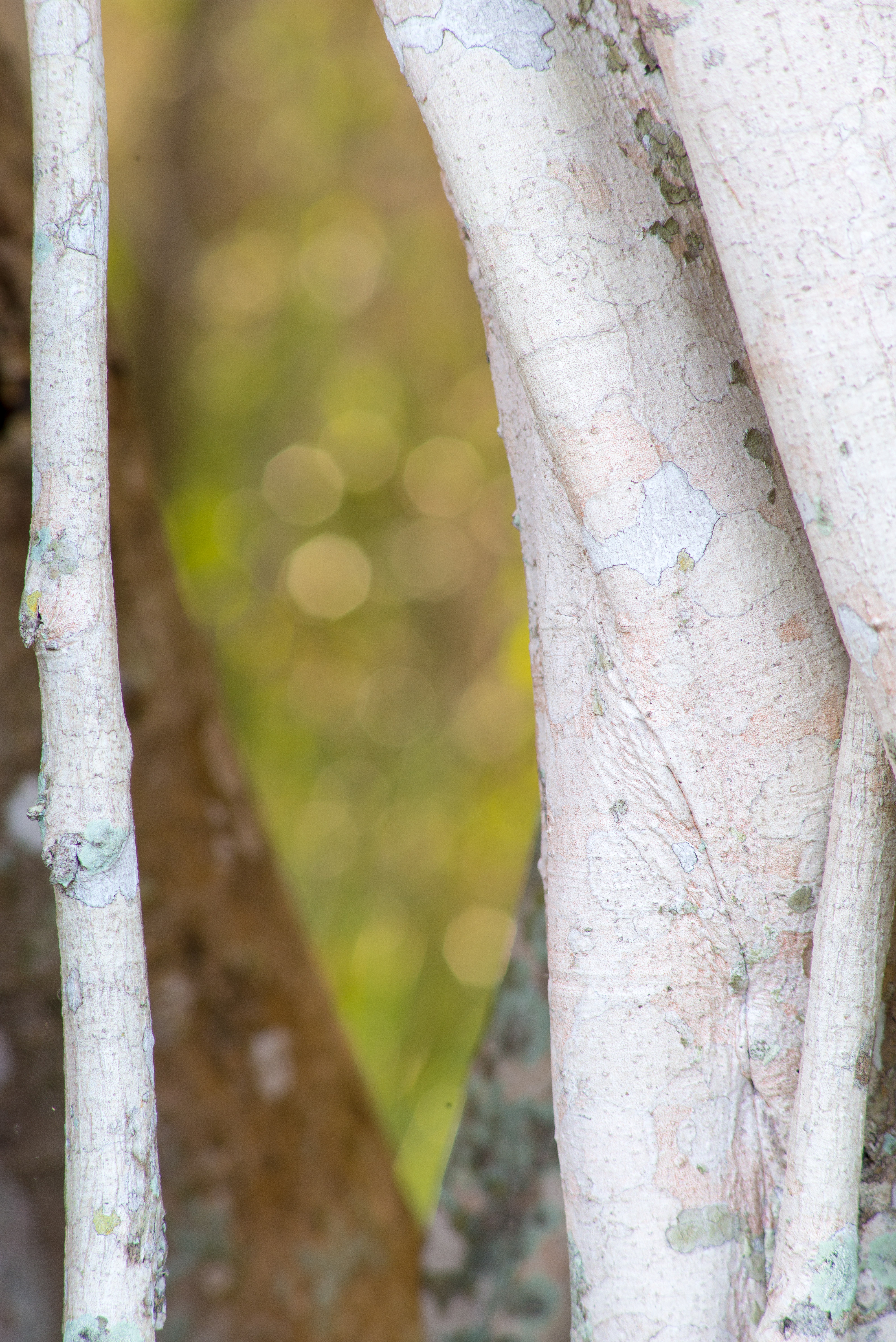 Trees on Anhinga Trail