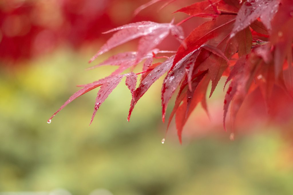 2018-11 The Park, Bokeh, Content, Image type, Landscape, Leaf, Locale, Nature, Park, Photography, Plant, Projects