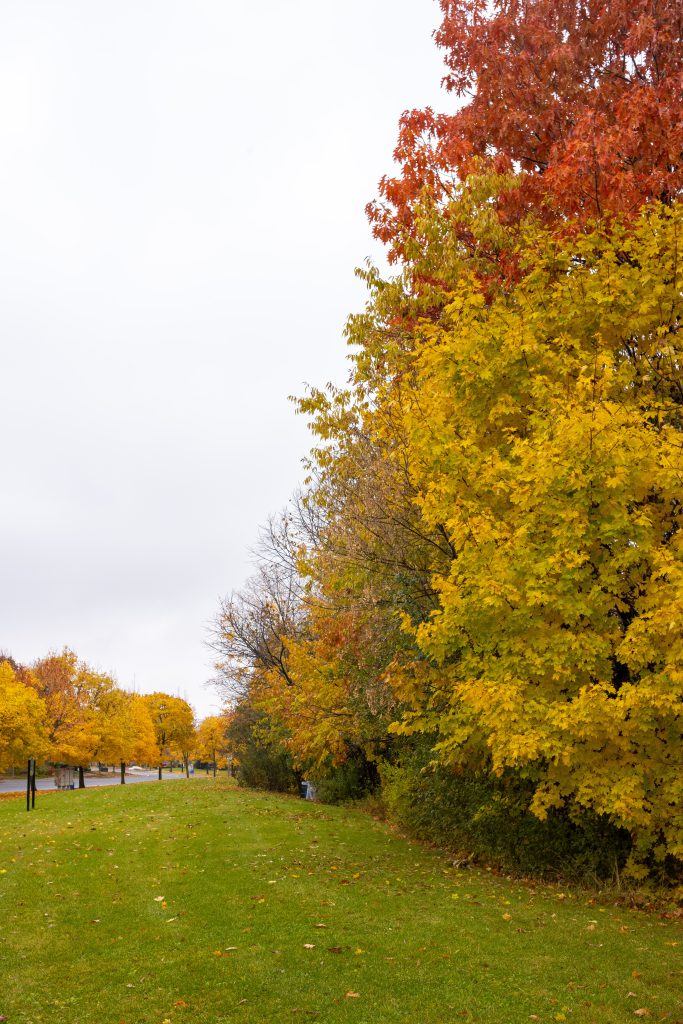 2018-11 The Park, Colorful, Content, High Contrast, Image type, Landscape, Locale, Nature, Other, Park, Photography, Plant, Projects, Tree, Wood