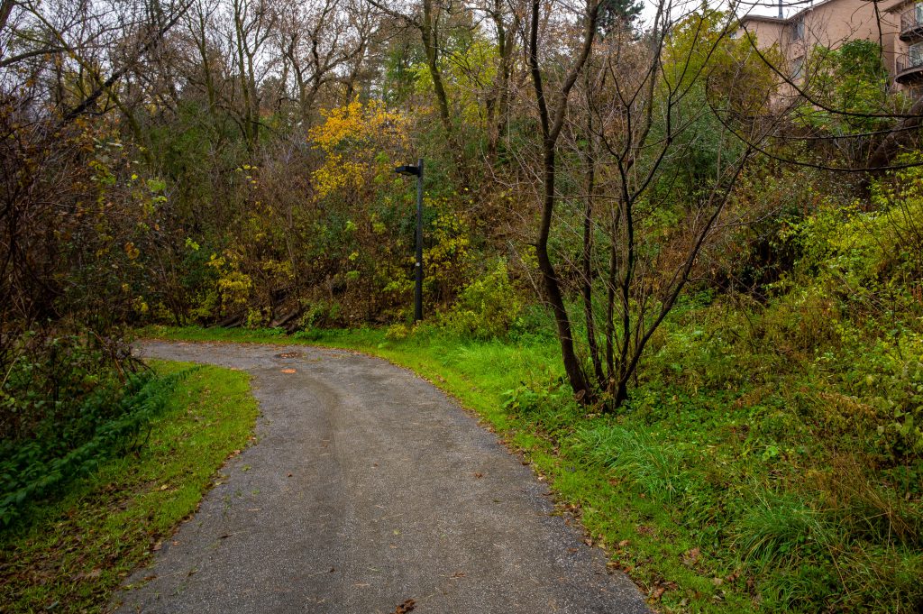 2018-11 The Park, 2019-02 Manufactured-Dreamscapes, 2019-Newfoundland-Residency, Content, Dark, Dirt Trail, Forest, Image type, Landscape, Locale, Nature, Newfoundland-Keywords, Other, Park, Paths, Photography, Plant, Projects, Tree, Wood