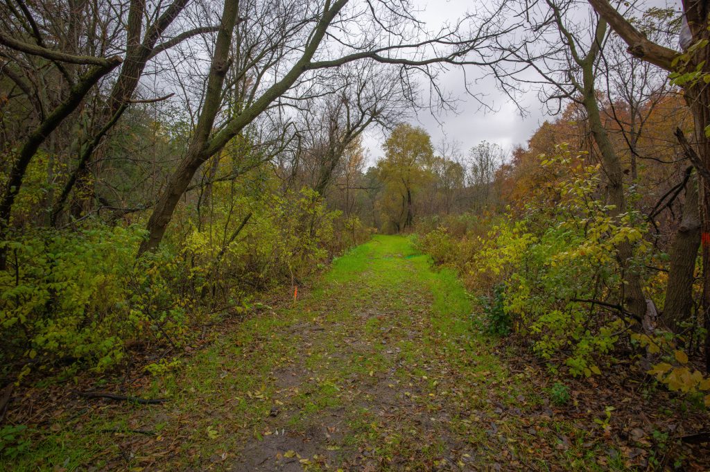 2018-11 The Park, 2019-02 Manufactured-Dreamscapes, 2019-Newfoundland-Residency, Content, Dark, Dirt Trail, Forest, Image type, Landscape, Locale, Nature, Newfoundland-Keywords, Other, Park, Paths, Photography, Plant, Projects, Tree, Wood