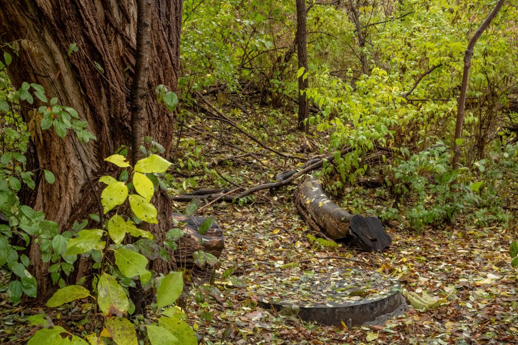 2018-11 The Park, 2021-03-15 BJP Witnesses Of: The Everyday, Content, Forest, Image type, Landscape, Leaf, Locale, Nature, Other, Park, Plant, Projects, Tree, Wood