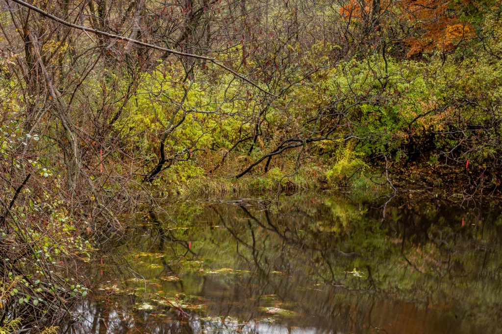 2018-11 The Park, Content, Forest, Image type, Landscape, Locale, Nature, Other, Park, Plant, Projects, Tree, Wood