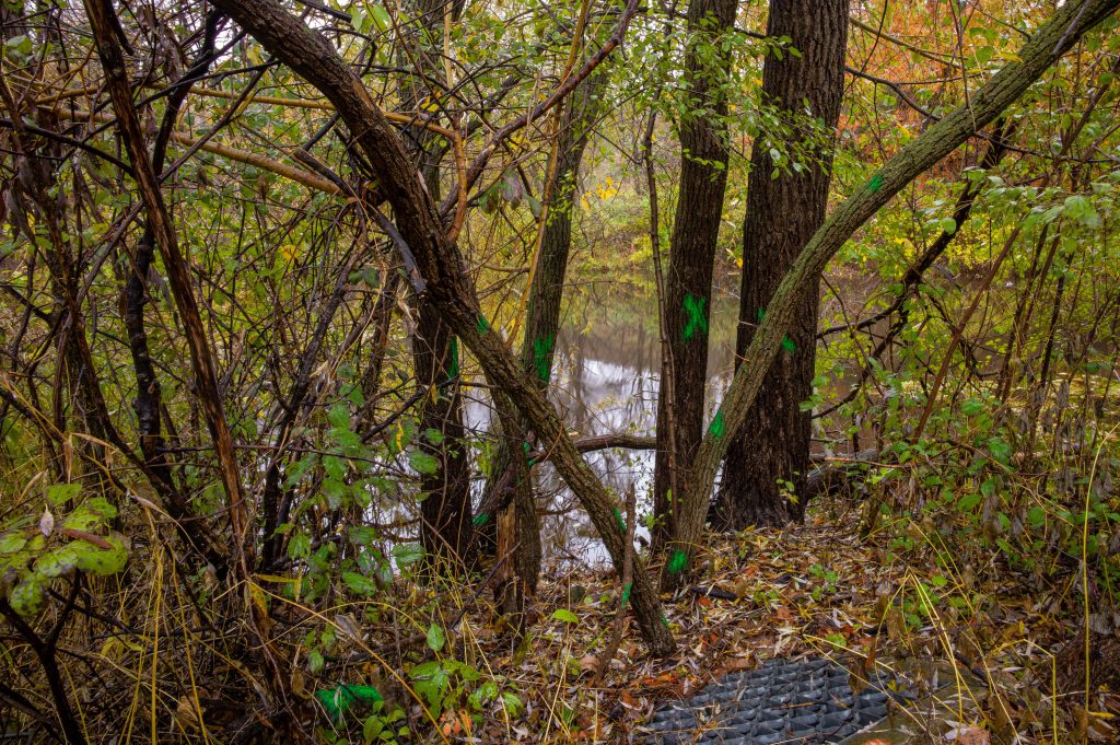 2018-11 The Park, Content, Dark, Forest, Image type, Landscape, Locale, Nature, Other, Park, Photography, Plant, Projects, River, Thing, Tree, Wood