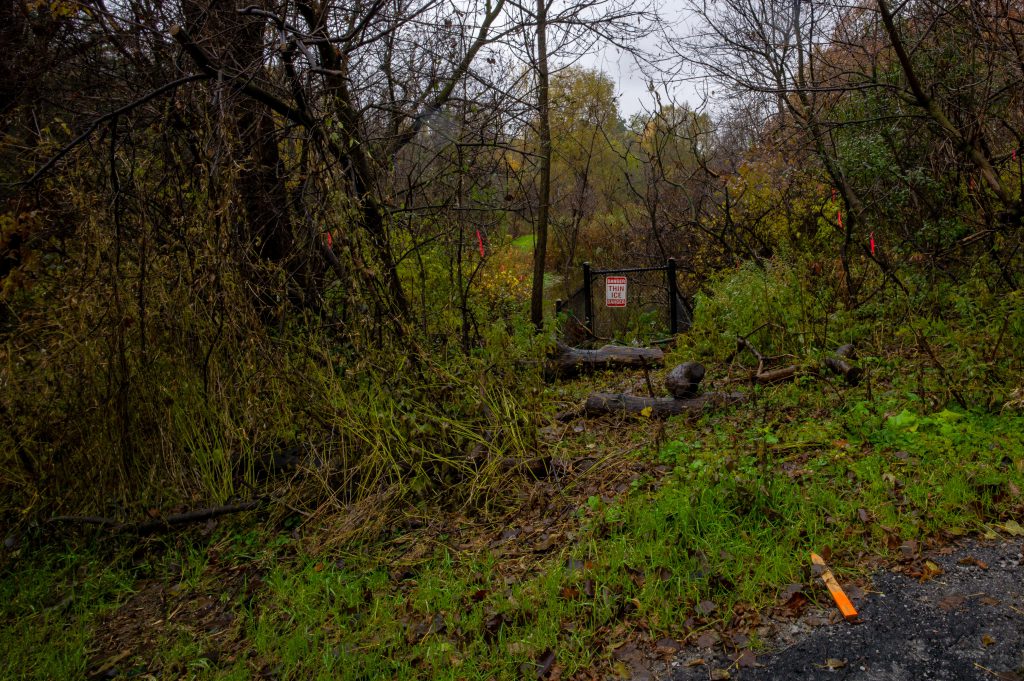 2018-11 The Park, Content, Dark, Forest, Image type, Landscape, Locale, Nature, Other, Park, Photography, Plant, Projects, Tree, Wood