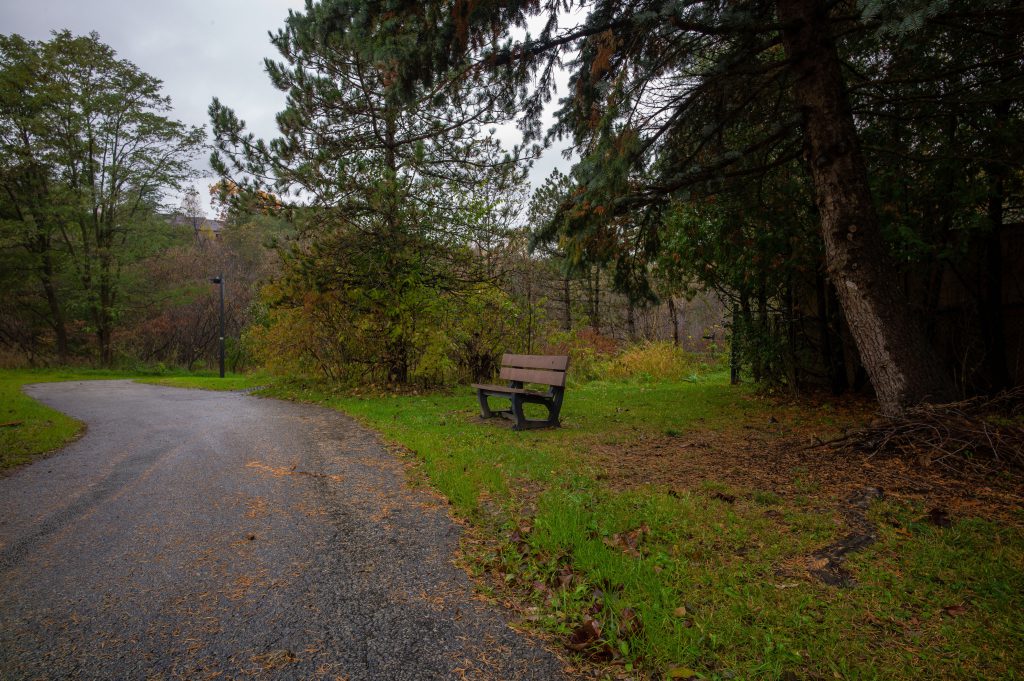 2018-11 The Park, 2019-02 Manufactured-Dreamscapes, 2019-Newfoundland-Residency, Content, Dark, Dirt Trail, Forest, Image type, Landscape, Locale, Nature, Newfoundland-Keywords, Other, Park, Paths, Photography, Plant, Projects, Tree, Wood