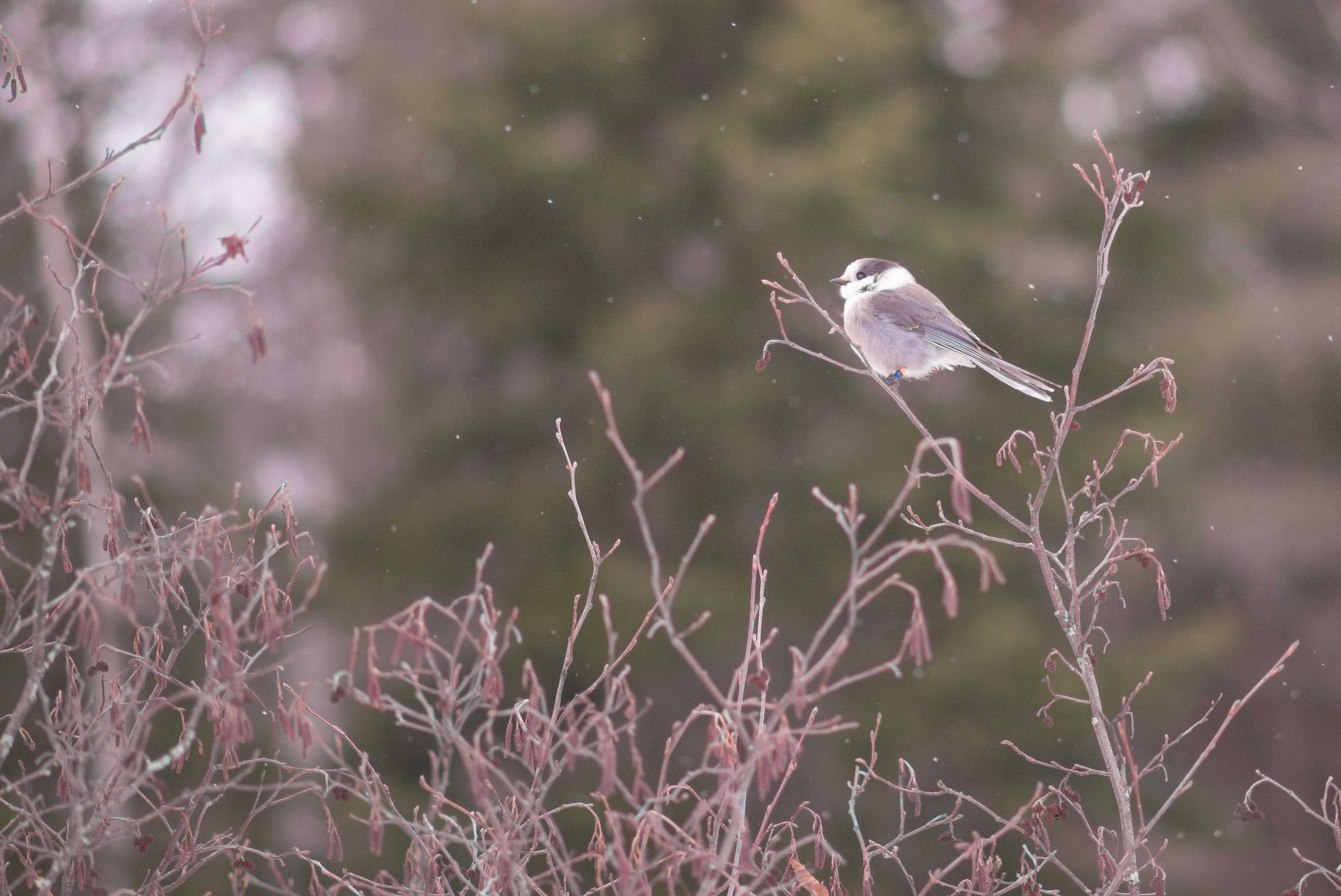 Bird in WinterLeica M, Canon FD 200mm F2.8, ISO 800, f/5.6, 1/1000 sec