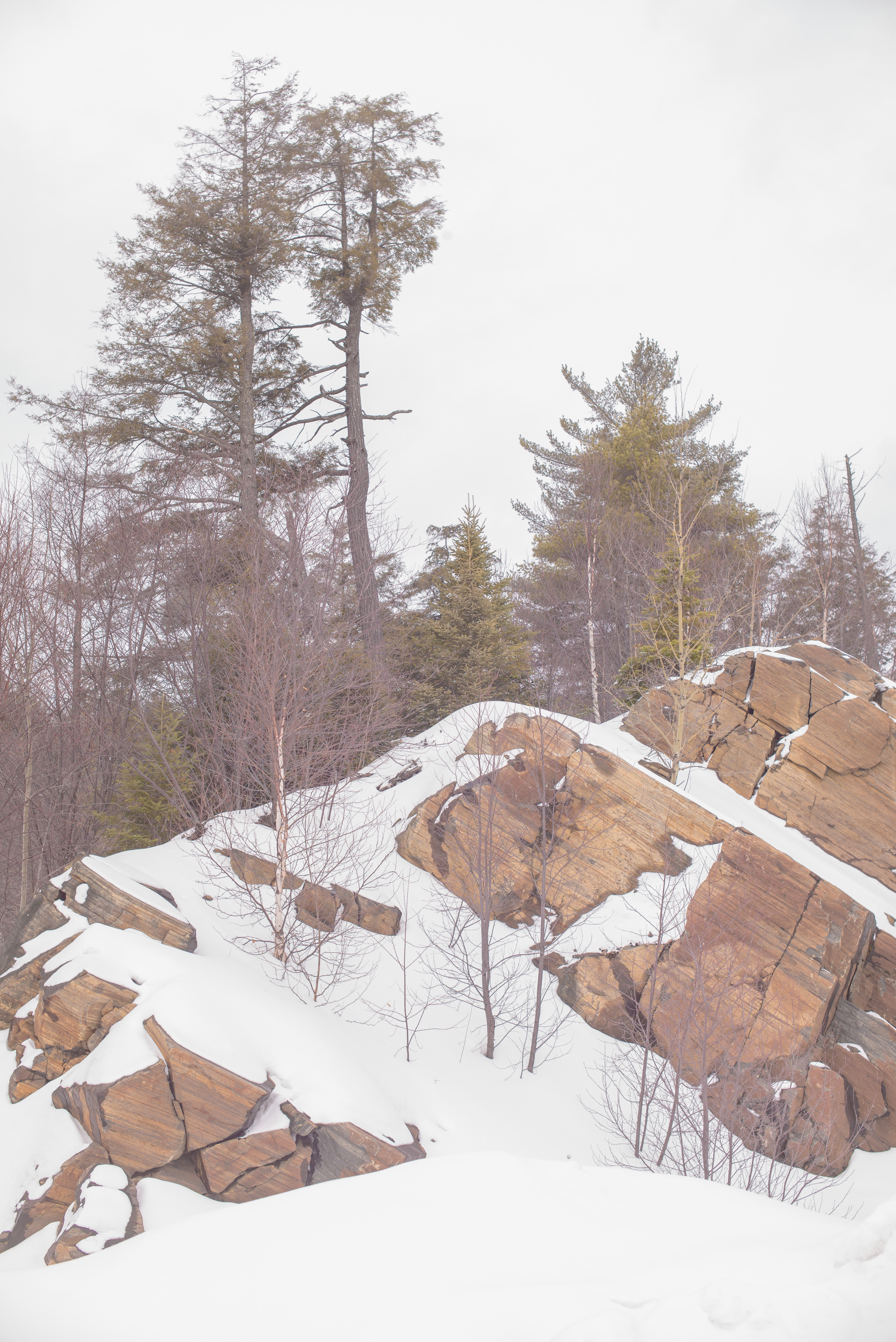 Snow, Rock, TreesLeica M, Konica Hexanon AR 50mm f1.4, ISO 200, f/8.0, 1/250 sec