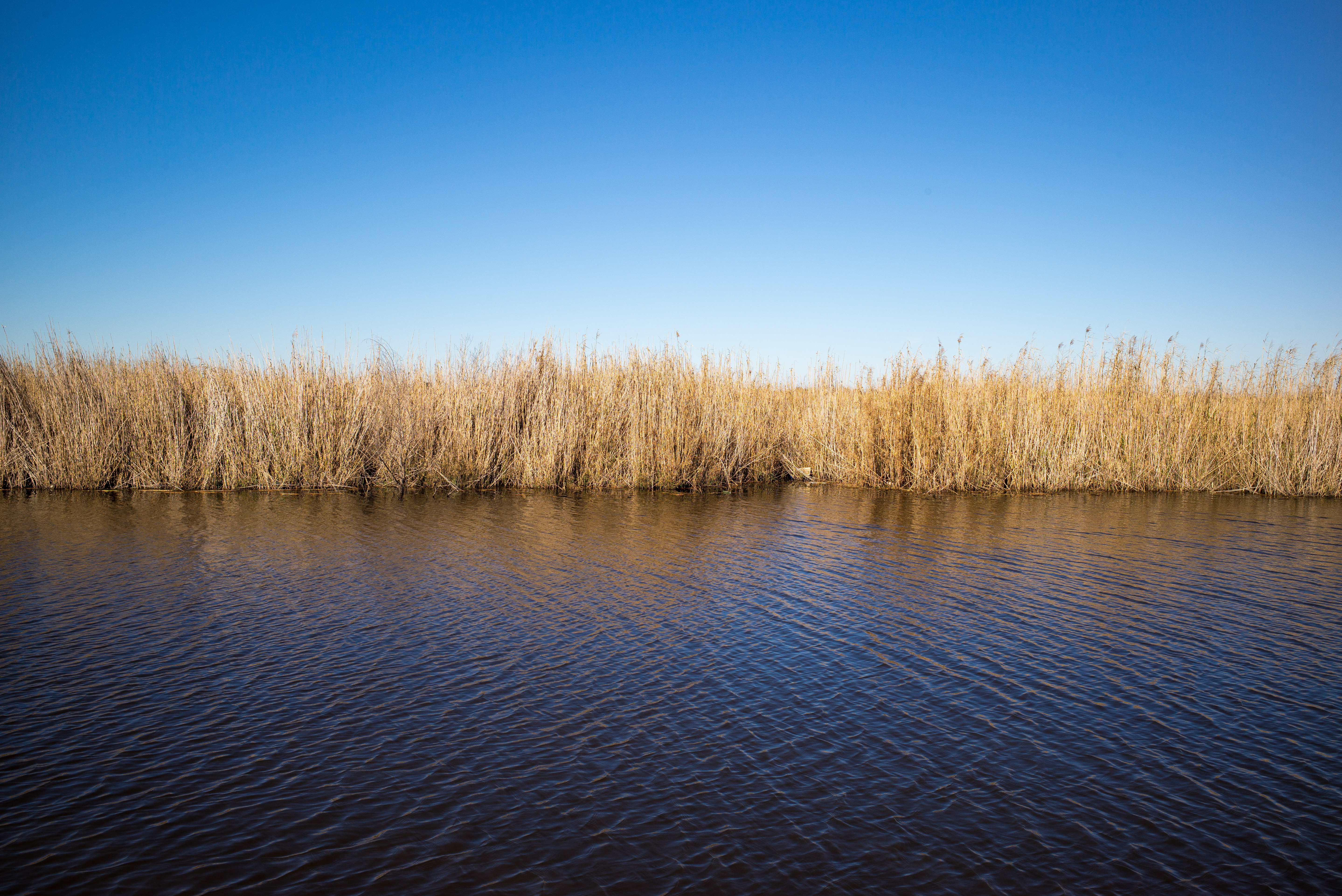 Bayou, Grass, SkyLeica M, Leica Elmarit-M 1:2.8 28mm ASPH, ISO 200, f/8, 1/750