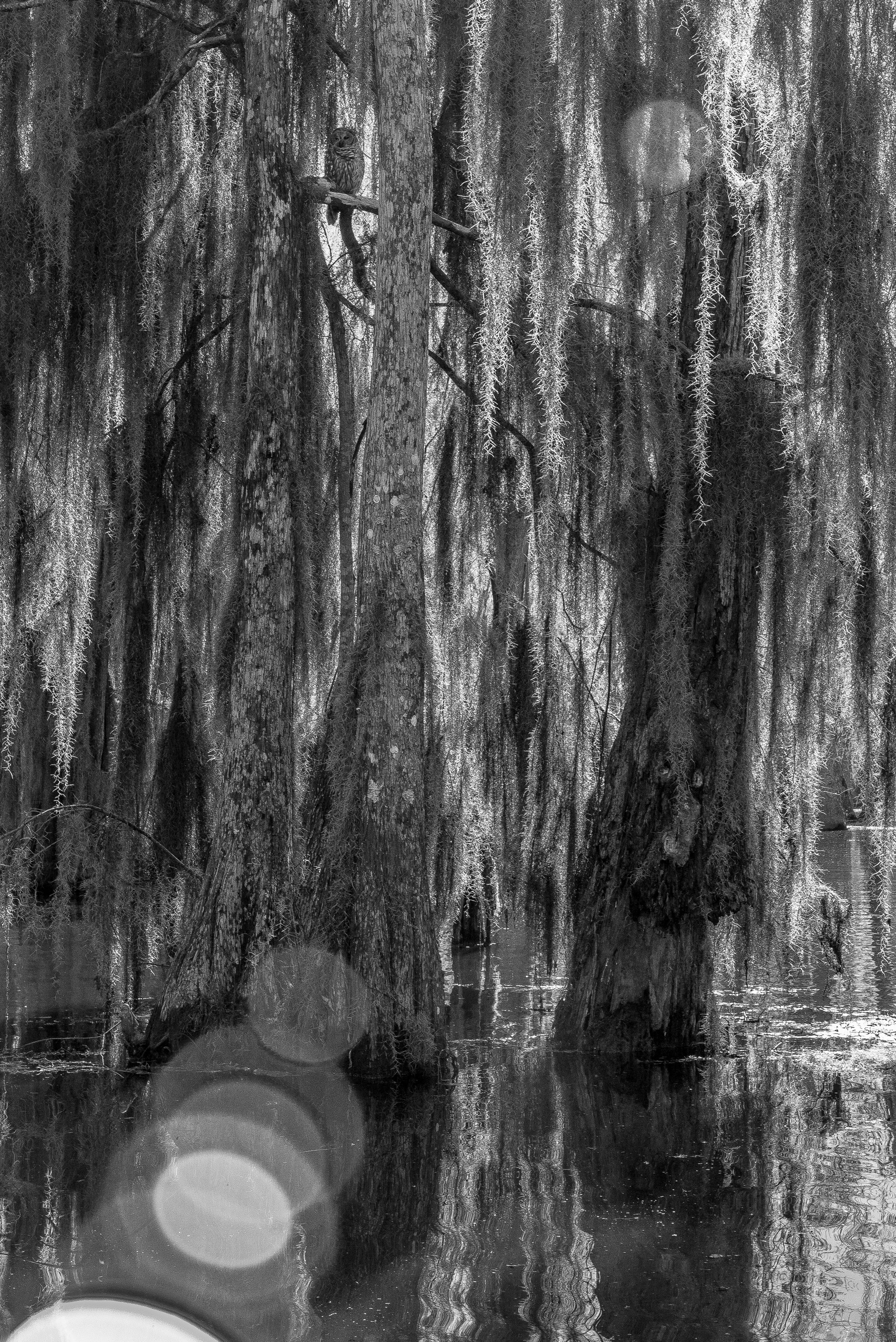 Owl in Cypress TreeLeica M, Leica Noctilux-M 1:0.95/50 ASPH, ISO 1600, f/16, 1/180sec