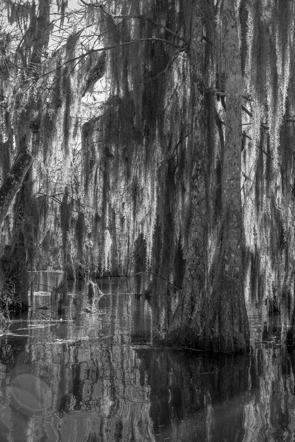 Owl in Cypress Tree #2Leica M, Leica Noctilux-M 1:0.95/50 ASPH, ISO 1600, f/16, 1/180sec