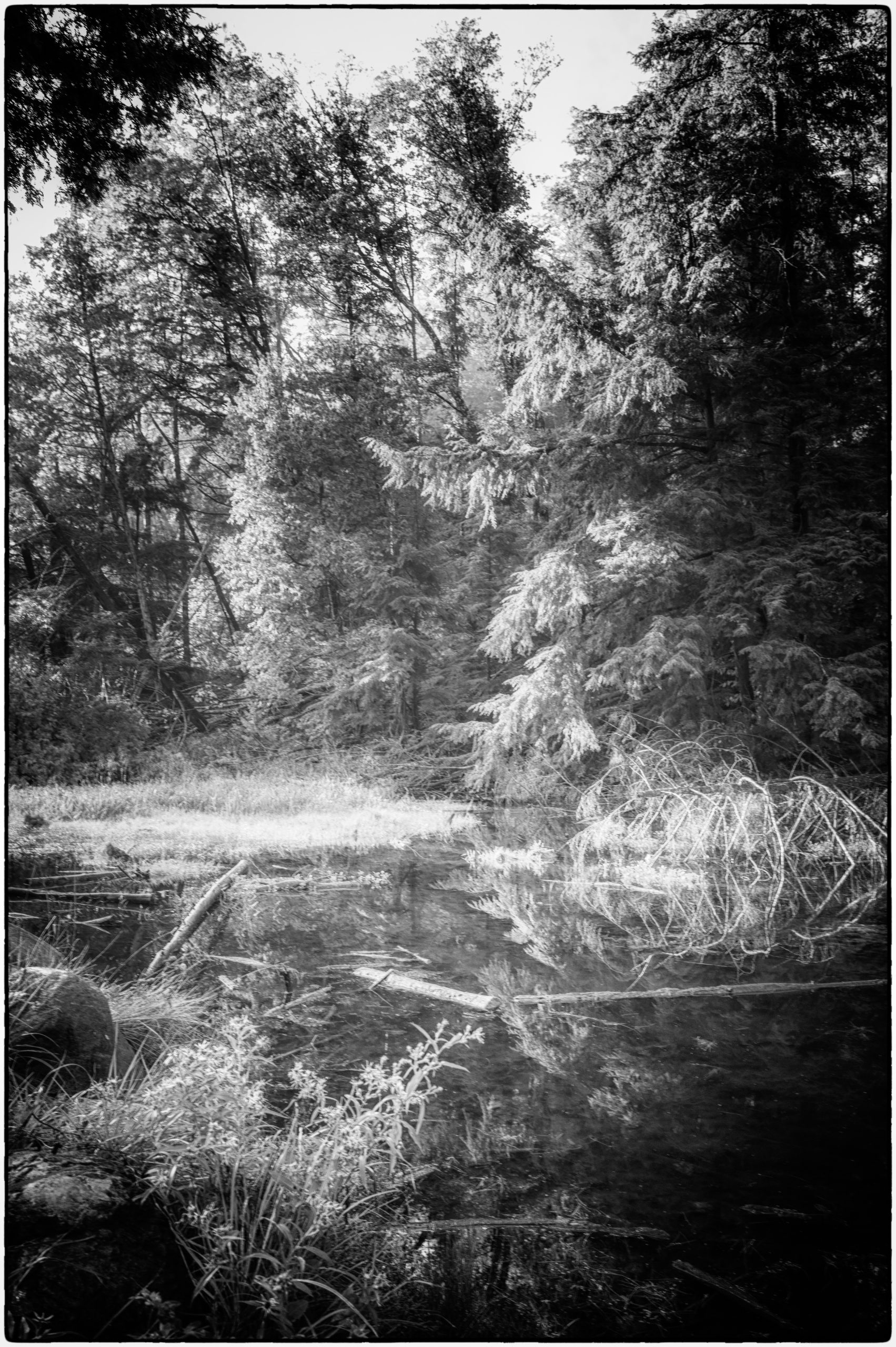 Eldridge King Forest in Black & White