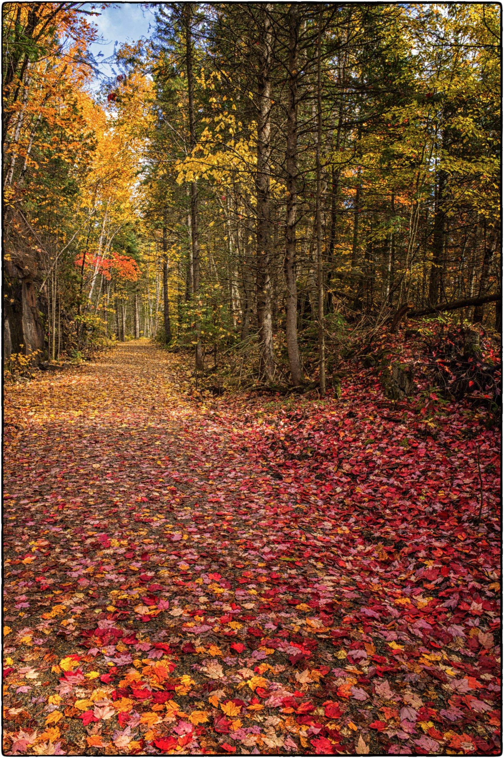 Trail of Leaves