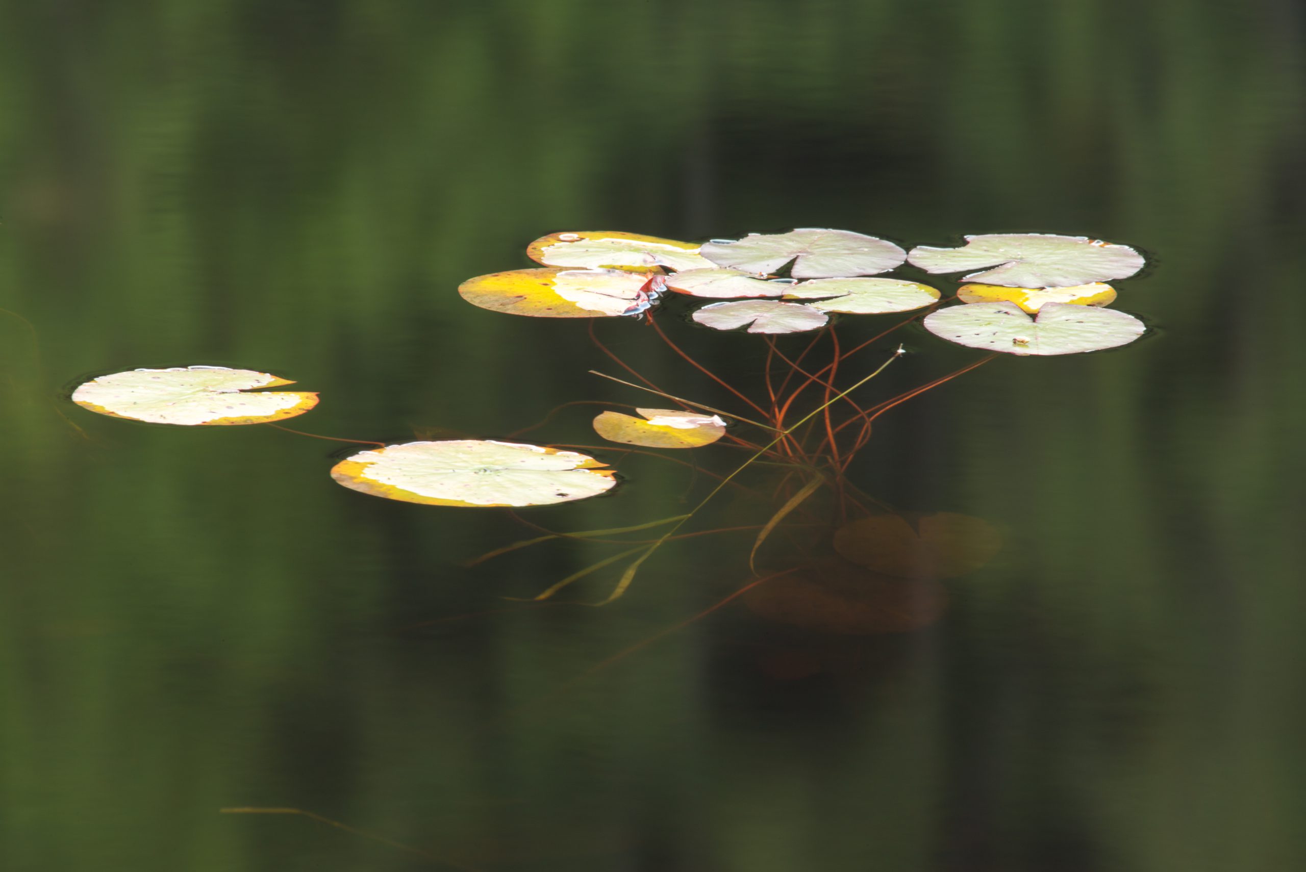 Water Lilies