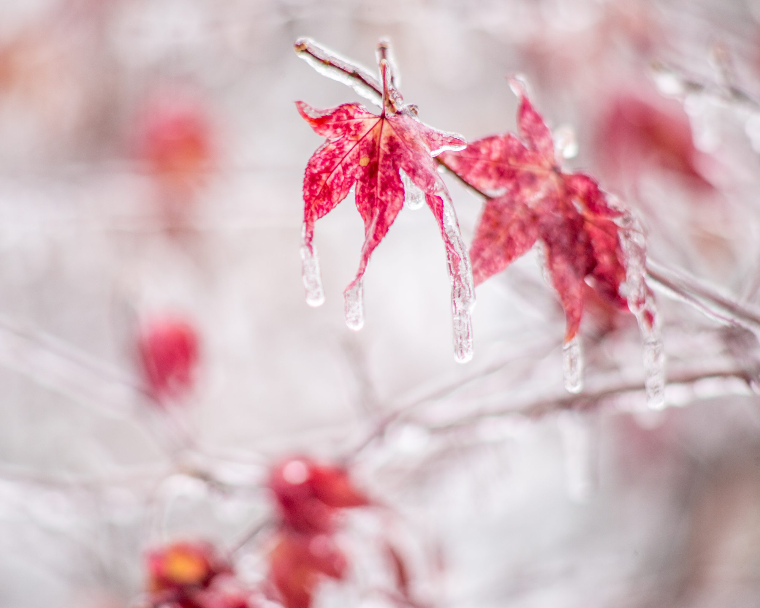 Japanese Maple