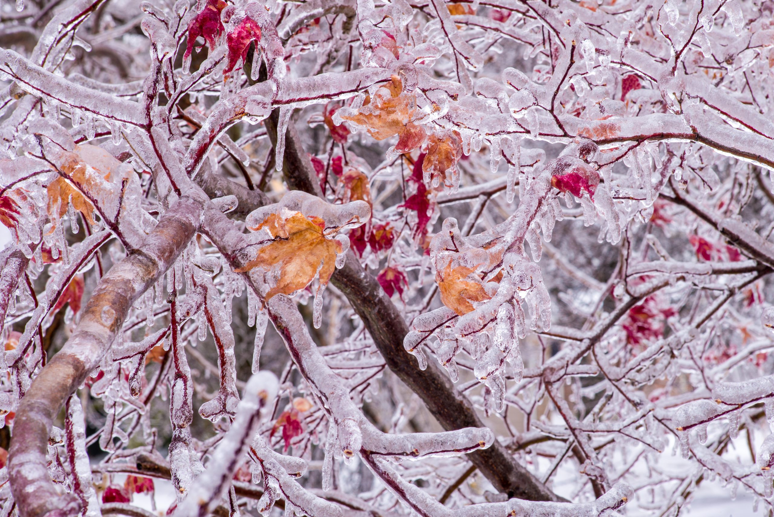 Ice Branches