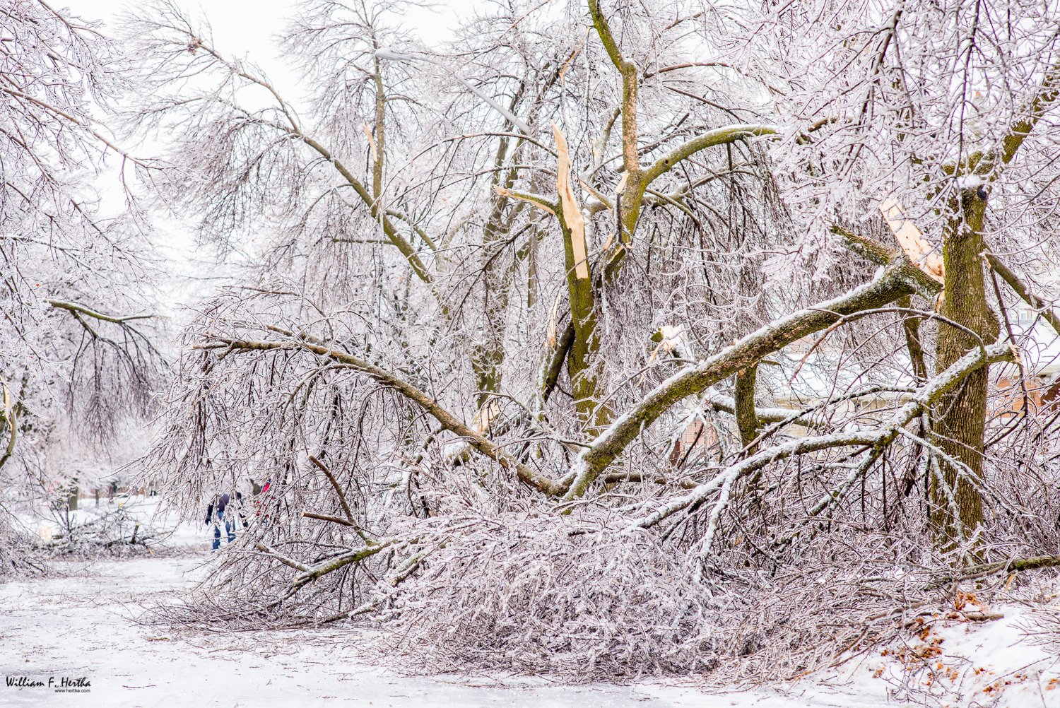 Ice Storm