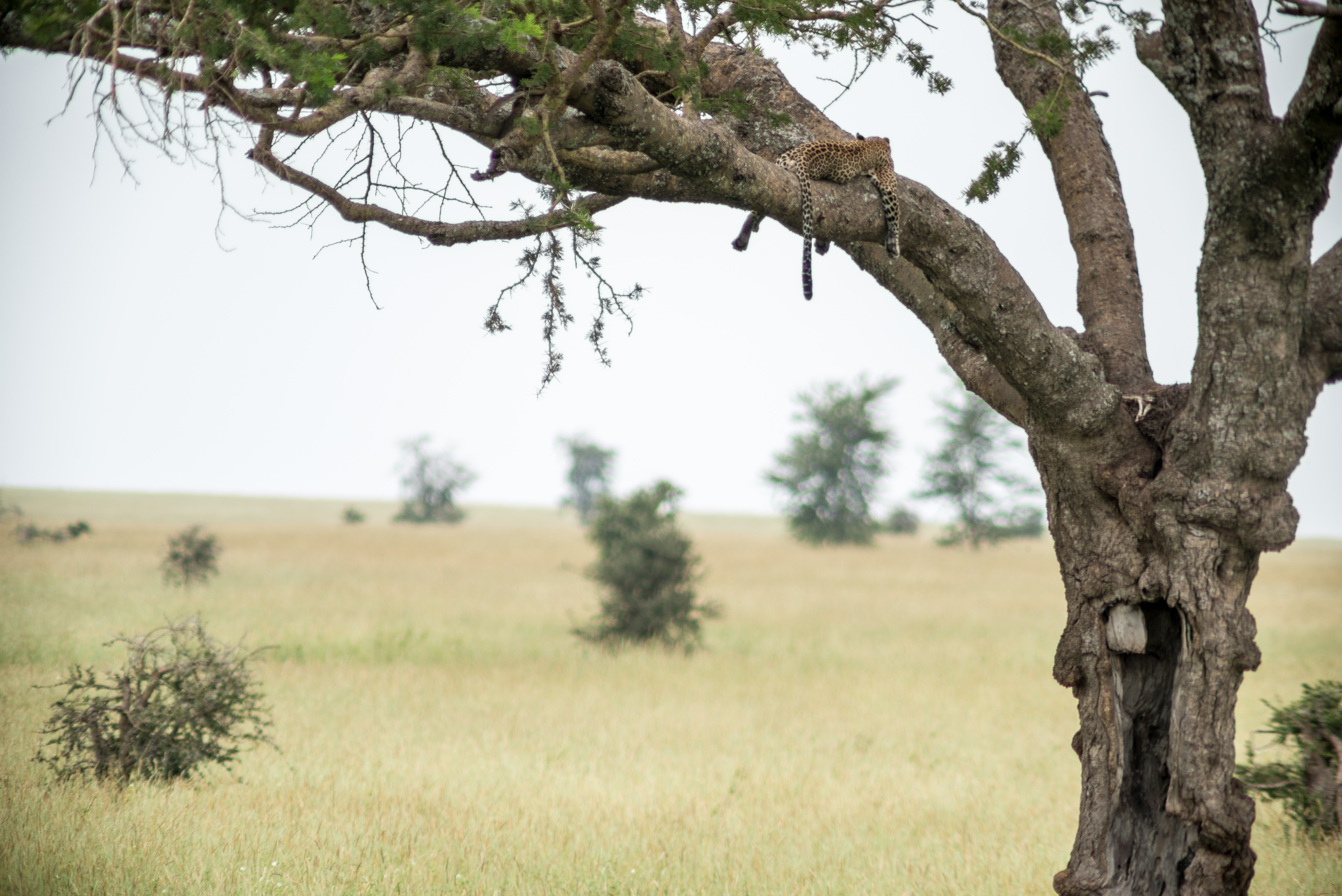 Leopard in Tree