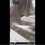 Trees Downed by Ice Storm