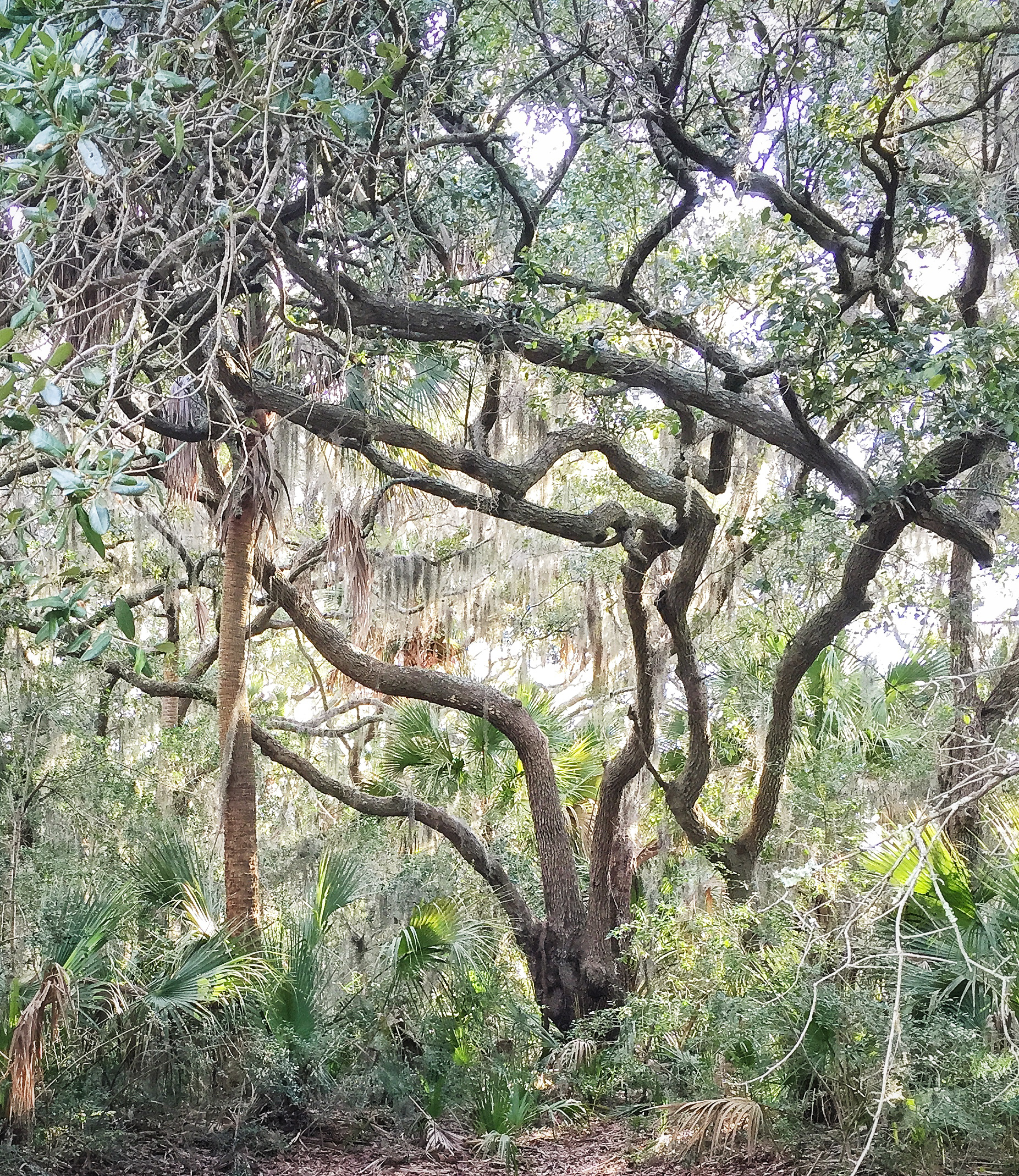 Pinckney Island National Wildlife Reserve