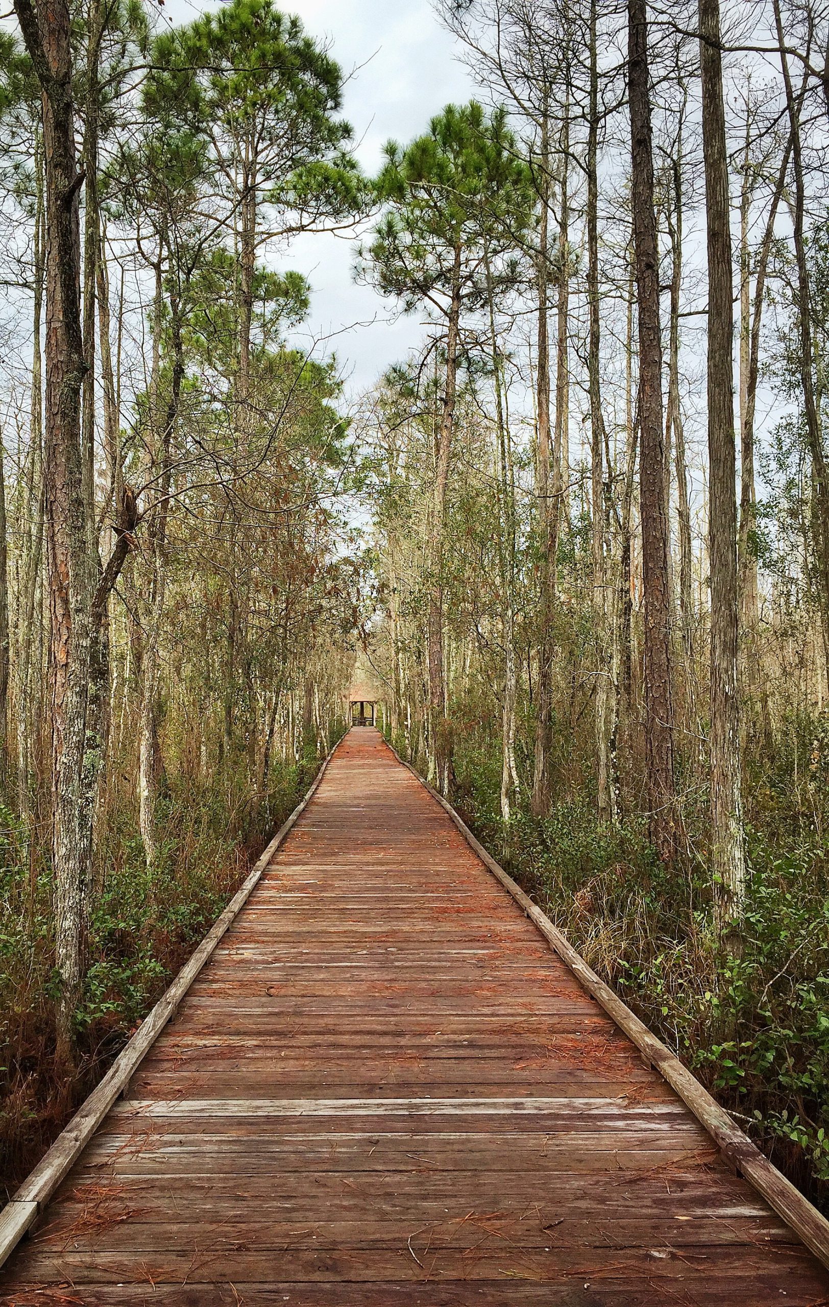 Okefenokee