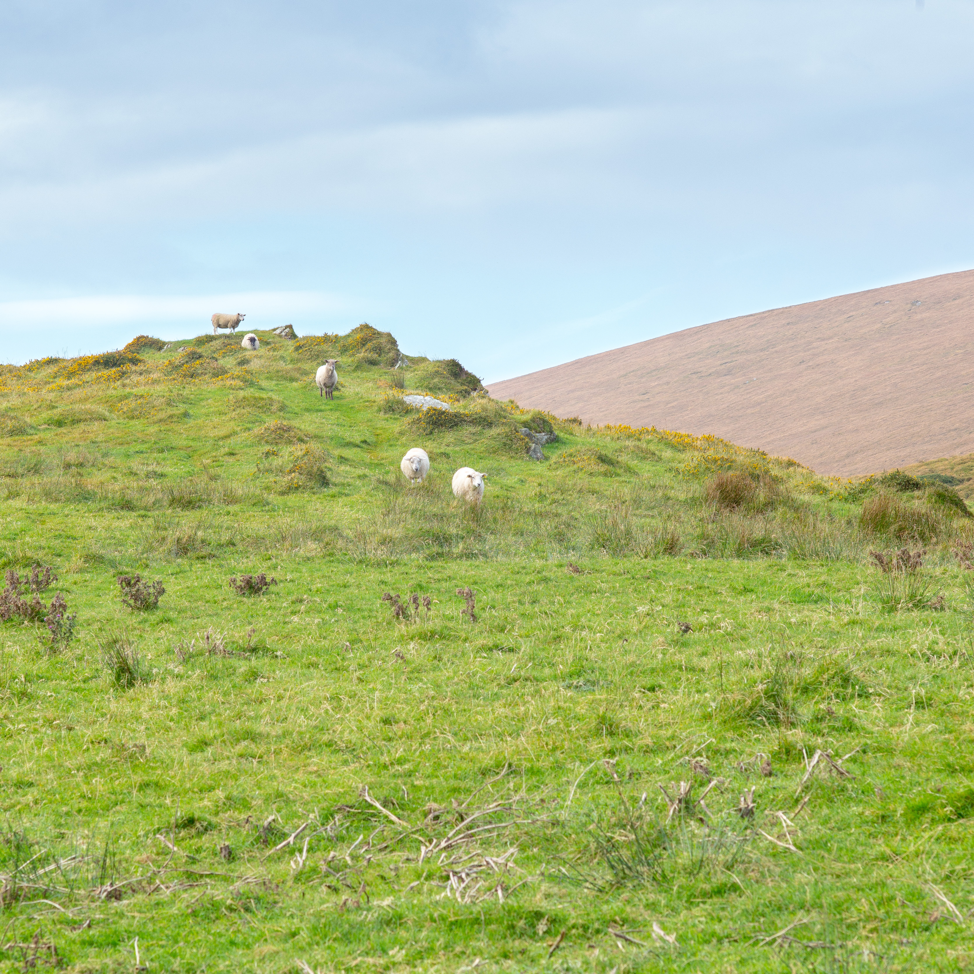 Sheep Near Portmagee